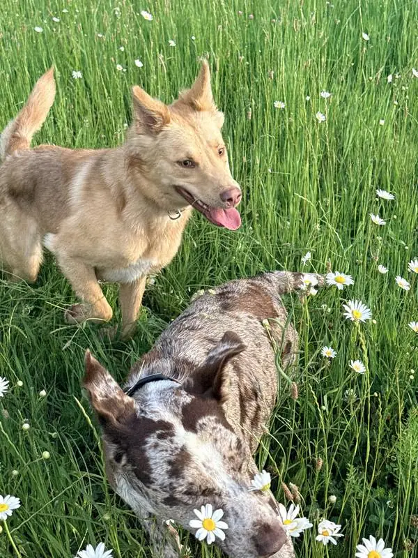 The dogs in a field of daisies