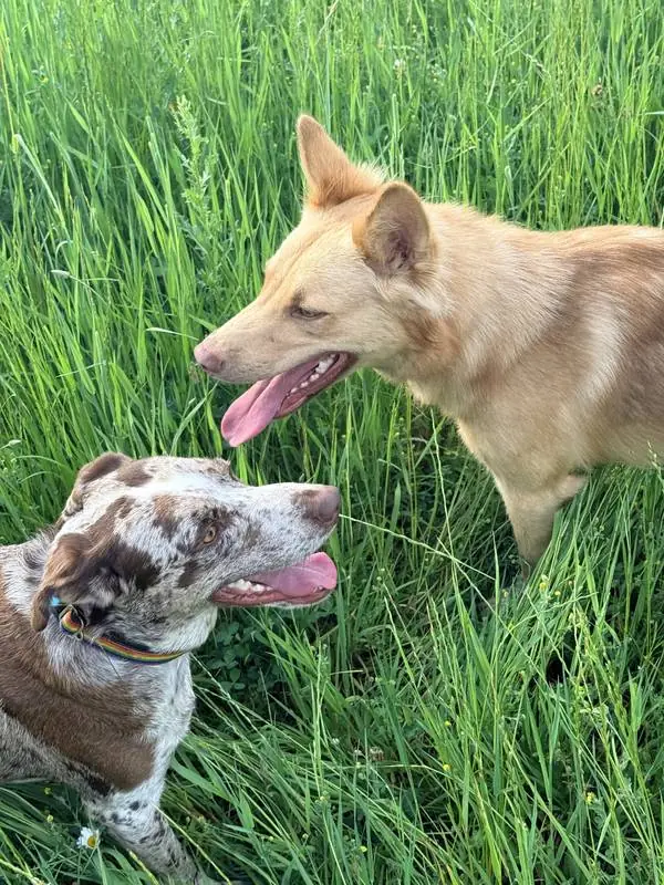 The dogs nose to nose in a daisy field