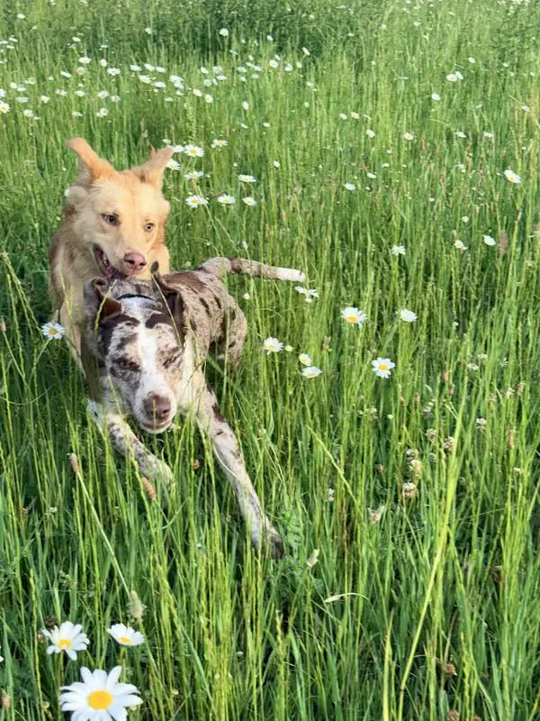 The dogs running through tall grass