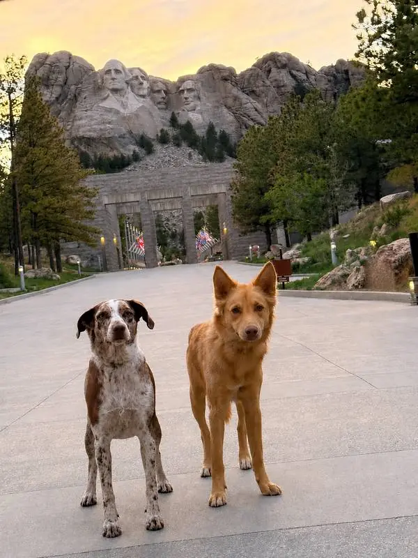 The dogs at Mount Rushmore