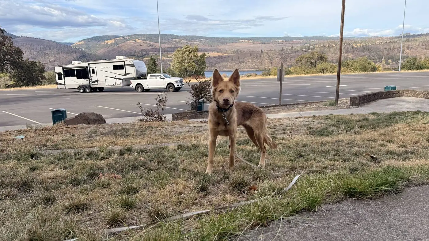 A dog and the rig beside a lake